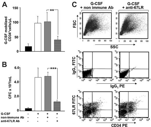 Figure 7. Increased 67LR expression in BM CD34+ cells is involved in G-CSF–induced mobilization of murine HSCs. (A) G-CSF–mobilized CD34+ cells after treatment with anti-67LR antibodies. Balb/c mice were treated daily for 4 days with 300 μg/kg G-CSF (□) or saline (▪), as a control. Nonimmune (▦) or the MLuC5 neutralizing anti-67LR mAbs (▤) were injected into G-CSF–treated mice on days 3 and 4 of mobilization, immediately after each G-CSF stimulation. Four hours after the last injection, PB CD34+ cells were evaluated by flow cytometry, with a mouse-specific anti-CD34–PE antibody. Data are mean ± SEM of 3 separate experiments, each group being composed of 4 mice; **P < .001. (B) G-CSF–mobilized progenitors after treatment with anti-67LR antibodies. Balb/c mice were treated daily for 4 days with 300 μg/kg G-CSF (□) or saline (▪), as a control. G-CSF-treated mice were injected with nonimmune (▦) or MLuC5 neutralizing anti-67LR antibodies (▤) on days 3 and 4 of mobilization, immediately after each G-CSF stimulation. Four hours after the last injection, the number of progenitors mobilized into the circulation was evaluated by colony assays and reported as the number of CFC × 103/mL. Data are mean ± SEM of 3 separate experiments, each group being composed of 4 mice; ***P < .001. Mobilization of murine progenitor cells, evaluated both as circulating CD34+ cells and as CFCs, is significantly inhibited by anti-67LR antibodies. (C) 67LR expression BM CD34+ cells in a representative mouse treated with nonimmune (left column) and MLuC5 (right column) antibodies. Total BM cellularity (top row) as well as the percentage of 67LR+ BM CD34+ cells (middle and bottom rows) in nonimmune antibody and MLuC5-treated mice were similar, thus demonstrating that the inhibition of mobilization occurred without affecting BM CD34+ cells.