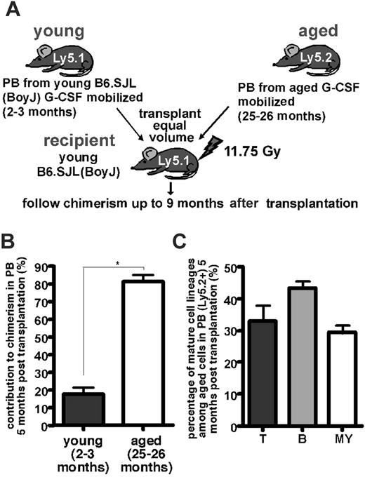 Figure 2. Aged mice mobilize a higher number of HSCs to PB in response to G-CSF. (A) Experimental setup of competitive transplantation of mobilized PB cells. (B) Flow cytometric analysis of chimerism in PB of mice that underwent competitive (50/50) transplantation with mPB from aged (Ly5.2+) and young (Ly5.1+) mice 5 months after transplantation. (C) Determination of the percentages of T, B, and myeloid (MY) cells in PB cells derived from the transplanted mobilized HSCs from aged mice in the recipient 5 months after transplantation by flow cytometry. Data are a summary of 2 independent experiments; in each, n = 3 for the number of donors per age group from which PB was collected and n = 4 for the number of recipients. One recipient animal had graft failure and was excluded from the analysis. Values shown are mean ± 1 SEM. *P < .05.