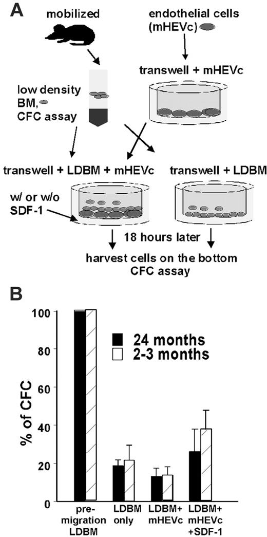 Figure 4. Young and aged HPCs do not differ with respect to their ability to cross an endothelial cell layer. (A) Experimental setup for the transwell-migration assay. (B) Percentage of CFCs from mobilized young (2-3 months) and aged (24 months) mice migrating in 18 hours into the lower well of the transwell. n = 3. Values shown are mean ± 1 SEM. LDBM indicates low-density BM cells.