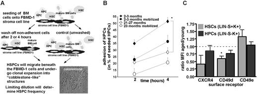 Figure 5. HPCs from aged mice are reduced in their ability to adhere to stroma. (A) BM cells from mobilized and nonmobilized aged (21-27 months) and young (2-3 months) mice were subjected to CAFC adhesion assay. Experimental setup. (B) Percentage of adherent HPCs after 2 or 4 hours determined as CAFC day 7 cells using the CAFC adhesion assay. n = at least 3 for each age group. Values shown are mean ± 1 SEM. (C). Ratio of the MFI of CXCR4, CD49d, CD49e on HPCs and HSCs from aged (21-22 months) and young (2-3 months) mice. No change in the MFI of expression between cells from young and aged animals resulted in ratio of 1, indicated by the dashed line. n = 3 mice each aged and young for CXCR4, and n = 4 mice each aged and young for CD49d and CD49e. *P < .05.
