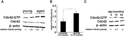 Figure 6. Increased activity of Cdc42 in primitive hematopoietic cells in aged mice. (A) BM cells from young (2- to 4-month-old) and aged (20- to 27-month-old) mice were subjected to an effector domain pull-down assay and subsequently probed by immunoblotting. (B) Quantification of the relative amount of the active Cdc42-GTP bound form by densitometry. n = 3 for young mice, and n = 4 for aged mice. Values shown are mean ± 1 SEM. *P < .05. (C) Lin–BM cells (enriched for HPCs) isolated from pooled BM cells from each experiment in which 4 young, middle-aged, and aged mice (2, 13, and 22 months, respectively) were subjected to an effector domain pull-down assay and subsequently probed by immunoblotting. Data are representative of 2 independent experiments.