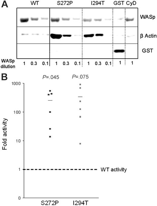 Figure 5. Ile294Thr and Ser272Pro mutations enhanced the ability of WASp to stimulate actin polymerization in vitro. Sepharose beads coated with WT or mutant GST-WASp constructs or GST-vector alone were incubated with 3 different dilutions of U937 cell lysates for 1 hour at room temperature. (A) SDS-PAGE of bound proteins stained with anti-GST and antiactin antibodies. (B) Actin polymerization activity for each mutant relative to WT.