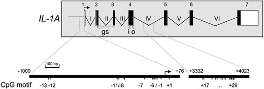 Figure 1. Schematic representation of the human IL1A gene and 5′ RACE. Exons are depicted as rectangles, white for untranslated and black for translated region. The transcription start site (TSS1) of IL-1α as investigated by 5′RACE is indicated by an arrow. Positions of cDNA-specific primers are indicated by i (inner primer), o (outer primer), and gs (gene specific). The CpG sites in the promoter (numbered –13 through +1) and intron IV (numbered +17 through +29) of the IL1A gene are numbered relative to the transcription start site and are given in an enlarged representation at bottom. Nucleotide numbers of the enlarged regions are given relative to the transcription start site in the genomic DNA and are indicated above the fragments.