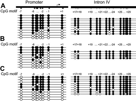 Figure 3. Differential methylation of the proximal IL-1α promoter region in predominantly allele-specific–expressing CD4+ T-cell clones. DNA from T-cell clone 41 (A), 90 (B), and 36 (C) was treated with bisulfite, and the promoter region and intron IV were amplified by PCR and cloned. Of each region, multiple clones were sequenced. Each circle represents a CpG. In this and all subsequent figures, filled black circles represent a methylated CpG, white circles represent an unmethylated CpG, and gray circles represent a CpG that could not be analyzed in the sequence. Eight CpGs were analyzed in the 5′ regulatory region (–7 through +1). Thirteen CpGs were analyzed (+17 through +29) in intron IV.
