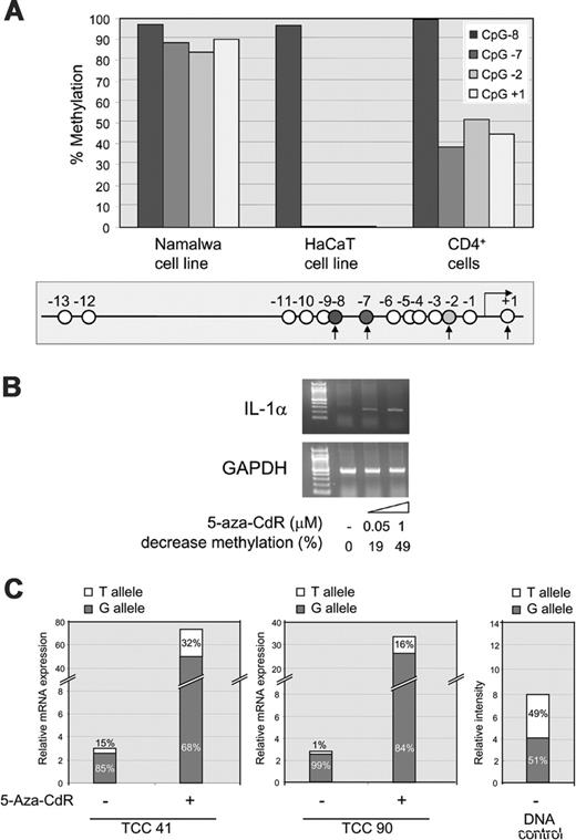 Figure 4. Up-regulation of IL-1α mRNA expression after treatment with 5-aza-CdR. (A) Ms-SNuPE analysis of 4 representative CpGs (CpGs +1, –2, –7, and –8) in the IL-1α promoter in nonexpressing lymphoblastoid cell line Namalwa, the constitutive IL-1α–expressing cell line HaCaT, and CD4+ T cells. CpG –8 was always highly methylated and the other 3 CpGs were differentially methylated in the T-cell clones. The analyzed CpGs are indicated by the filled circles and black arrows in the schematic representation of the promoter region. The open circles indicate the CpGs not analyzed. (B) Expression of IL-1α in nonexpressing cell line Namalwa after treatment with 0.05 or 1 μM 5-aza-CdR. mRNA expression for IL-1α (35 cycles) and GAPDH (20 cycles) was examined by RT-PCR. The decrease in methylation indicated below each of the 5-aza-CdR concentrations used was quantitated by Ms-SnuPE and given as a percentage of the untreated sample. (C) Relative expression of the G and T allele in the predominantly G allele–expressing T-cell clones 41 and 90 that have been treated with (+) or without (–) 2 μM 5-aza-CdR and after a 6-hour stimulation with PMA and ionomycin. IL-1α mRNA levels were determined by real-time PCR and the contribution of each allele quantified by ASTQ. The contribution of each allele is represented as a percentage of the total with the G allele in gray and the T allele in white. Genomic DNA was analyzed by ASTQ as a control with an expected equal contribution of each allele.