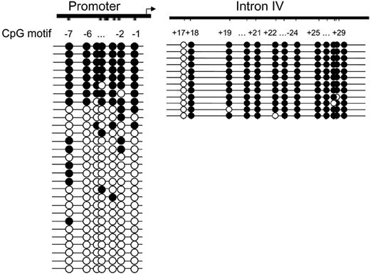 Figure 6. Methylation pattern of the proximal IL-1α promoter and of intron IV in naive T cells. DNA from naive T cells was treated with bisulfite, and different parts of the promoter (CpGs –7 through –1, left) and intron IV (CpGs +17 through +29, right) were amplified by PCR and cloned. From each region, multiple clones were sequenced. Each circle represents a CpG and is numbered relative to the transcription start site.
