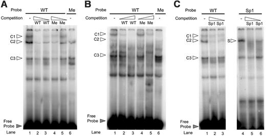 Figure 7. Electrophoretic mobility shift assay showing inhibition of binding by DNA methylation. (A) Unmethylated wild-type probe (WT) from –68 bp through –42 bp relative to the transcription start site containing 2 CpGs formed 3 specific DNA-protein complexes with nuclear extract from HaCaT cells (c1-c3 as indicated by white arrows, lane 1) that could be specifically competed for by the excess from high to low (× 200 and × 20) of the unlabeled WT ds-oligonucleotide (lanes 2-3), but less by the excess (× 200 and × 20) of the unlabeled methylated (Me) probe (lanes 4-5). Methylation of the 2 CpGs (lane 6) in the probe sequence affected the formation of the DNA-protein complexes. (B) Unmethylated wild-type probe also formed specific DNA-protein complexes with nuclear extract from nonexpressing Namalwa cells (lane 1) that could be specifically competed for by the excess from low to high (× 20 and × 200) of the unlabeled WT probe (lanes 2-3). The upper complex, which runs with the same mobility as c1 formed with HaCaT nuclear extracts, was not or to a lesser extent competed for by the excess (× 20 and × 200) of the unlabeled but methylated (Me) probe (lanes 4-5). Binding to the methylated probe (lane 6) abrogated the formation of DNA-protein complex c1. (C) The binding activities were competed for with excess from high to low (× 200 and × 20) unlabeled Sp1 probe (lanes 2-3). As a control, the labeled Sp1 oligo was used to show that by competition with excess unlabeled oligo, the specific Sp1 complex (S) was competed away (lanes 5-6).