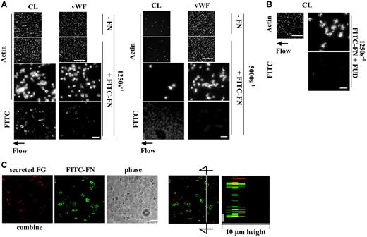 Figure 2. Effect of incorporation of plasma fibronectin on platelet thrombus formation on collagen or VWF under shear conditions. (A) A suspension of platelets and red blood cells was mixed with or without 50 μg/mL FITC-fibronectin (FITC-FN) and perfused over surfaces coated with collagen (CL) or VWF at a wall shear rate of 1250 s–1 or 5000 s–1 for 5 minutes without LPA. Coverslips were taken out of the chamber and processed for epifluorescence microscopy. The small and large pictures were taken with 10 × (bar = 100 μm) and 100 × (bar = 10 μm) objectives, respectively. (B) FUD, 1 μM, was coperfused with FITC-FN. The images of phalloidin-stained platelets should be compared with images on collagen of panel A. (C) After perfusion, nonpermeabilized platelets were incubated with mouse anti–human fibrinogen (FG) followed by rhodamine-conjugated anti–mouse IgG antibody. Confocal microscopy of FITC-fibronectin and secreted fibrinogen was performed as described in “Materials and methods.” The images represent a 1-μm slice taken from 4-μm height of the coverslip. The right panel shows a perpendicular section through the line. Bar = 10 μm.