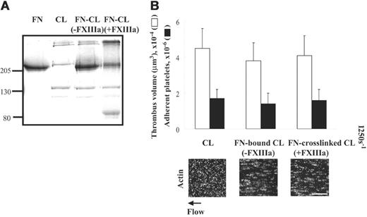 Figure 5. Effect of cross-linking of fibronectin to collagen on platelet thrombus formation under shear conditions. (A) A 100-μL mixture of 20 μg/mL collagen, 50 μg/mL plasma fibronectin, 2 mM CaCl2, and 2 U/mL thrombin in the absence or presence of 5 μg/mL FXIII was incubated at 4°C overnight, and 40 μL was subjected to electrophoresis in SDS under reduced conditions. Lane 1: 2 μg fibronectin (FN); lane 2: 1 μg collagen (CL); lane 3: the protein mixture without FXIII; and lane 4: the protein mixture with FXIII. (B) The mixtures were coated on coverslips or Petri dishes. A cell suspension was mixed with 50 μg/mL soluble fibronectin, and perfused over surfaces coated with collagen, fibronectin-bound collagen (FN-bound CL), or fibronectin–cross-linked collagen (FN–cross-linked CL) at a wall shear rate of 1250 s–1 for 5 minutes. Microscopy was performed as described in Figure 3. Bar = 100 μm. Thrombus volume and number of adherent platelets were calculated as described in Figure 3. Values represent the mean ± SD (n = 3).