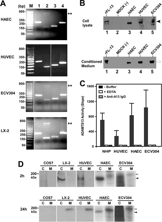 Figure 1. Expression of ADAMTS13 in human vascular endothelial cells. (A) RT-PCR detects ADAMTS13 mRNA. The amplified cDNA fragments correspond to the signal peptide (lane 1), metalloprotease domain (lane 2), spacer domain (lane 3), and the second CUB domain (lane 4) of ADAMTS13. M indicates a 1-kb DNA maker. Double asterisks indicate nonspecific band. (B) Western blot detects full-length ADAMTS13 protein in both cell lysates and conditioned media of HAECs, HUVECs, and ECV304. MDCK cells transfected with (rFL-13) or without (–) ADAMTS13-V5-His were used as positive or negative control. The arrows indicate the intact full-length ADAMTS13 proteins. (C) ADAMTS13 protease in normal human plasma (NHP) or secreted from HUVECs, HAECs, and ECV304 cleaves FRETS-VWF73 specifically, which is completely inhibited by 10 mM EDTA (+ EDTA) and 40 μg/mL rabbit anti–ADAMTS13 IgG (+ anti–A13 IgG). The relative proteolytic activity (slope, fluorescent units/min) was shown as means ± SD from 3 independent experiments. (D) Metabolic labeling and detection of newly synthesized ADAMTS13 in the cell lysate (C) and conditioned medium (M) of HUVECs, HAECs, and ECV304 at 2 hours and 24 hours. The COS7 cells and LX-2 cells transfected with ADAMTS13-V5-His were used as negative and positive controls, respectively. The arrowheads indicate intracellular ADAMTS13 in cell lysate, whereas double asterisks indicate the secreted ADAMTS13 in the conditioned medium. The vertical white lines indicate areas of noncontiguous lanes assembled.