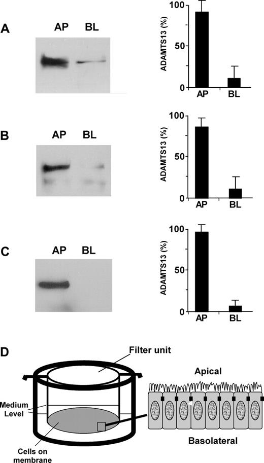 Figure 3. ADAMTS13 is sorted apically in ECV304 and MDCK cells. ADAMTS13 proteases secreted into the apical (AP) and basolateral (BL) domains of untransfected ECV304 (A), stably transfected ECV304 (B), and stably transfected MDCK (C) cells with pcDNA3.1-ADAMTS13-V5-His that were grown on 6-well Transwell filter units (D) were determined by Western blotting with rabbit anti–ADAMTS13 IgG (2 μg/mL) or mouse anti–V5 IgG (2 μg/mL) and SuperSignal ECL reagents. The relative amount of ADAMTS13 in the apical and basolateral domains was determined by densitometry with NIH ImageJ software. The entries represent means ± SD from 3 independent experiments.
