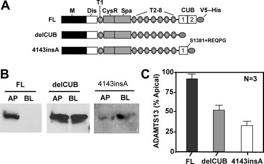 Figure 4. Deletion of the CUB domains or a mutation in the second CUB domain of ADAMTS13 abolishes or reverses apical sorting. MDCK cells were stably transfected with full-length ADAMTS13 (FL), CUB domain–deleted ADAMTS13 (delCUB), and a mutant ADAMTS13 (4143-4144insA) that deletes the second CUB domain and appends amino acid REQPG after S1381 as shown in panel A. The cells were grown on the Transwell filter units, and the conditioned media were collected from apical and basolateral domains. ADAMTS13 and mutants secreted were determined in the equal volume of the concentrated conditioned media by Western blotting with anti–V5 IgG (panel B). The relative amount of protein secreted into the apical domain of MDCK cells was quantified by densitometry of the signals on X-ray film with ImageJ software and is shown in panel C. The entries here represent the means ± SD from 3 independent experiments. M indicates metalloprotease domain; Dis, disintegrin domain; T1 to T8, first to eighth thrombospondin type 1 repeat; CysR, cysteine-rich domain; Spa, spacer domain; and CUB, complement C1r/C1s, urinary EGF, and bone morphogenetic protein domain.