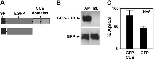 Figure 5. Apical sorting of chimeric GFP-CUB domains in MDCK cells. The conditioned media were collected from MDCK cells stably expressing chimeric GFP-CUB-V5-His domains (GFP-CUB) and GFP alone (GFP). The constructs are shown in panel A. The proteins secreted into the apical and basolateral domains were determined by mouse anti–V5 IgG for V5-His tagged construct and by mouse anti–GFP IgG (B). The signals on the luminogram were scanned and quantified by NIH ImageJ software. The relative amount (means ± SD, n = 5) of each protein in the conditioned medium collected from the apical domain of the cells was expressed in panel C.