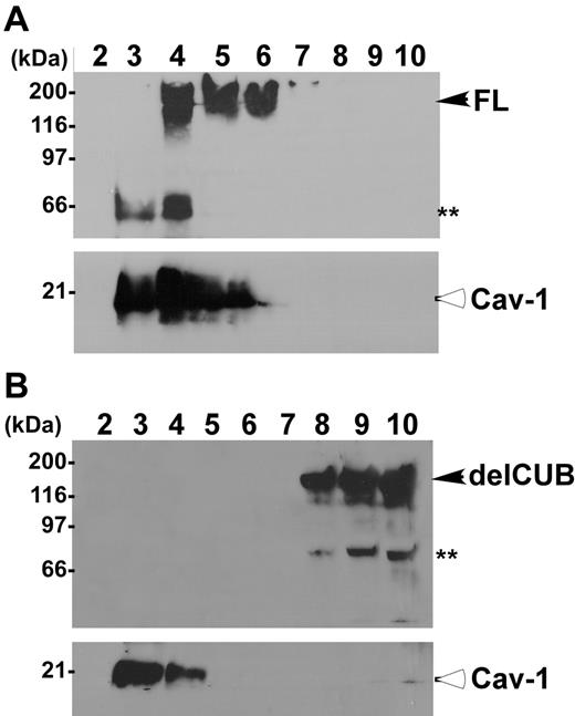 Figure 6. ADAMTS13, but not the mutant without CUB domains, is associated with rafts. MDCK cells stably expressing full-length ADAMTS13-V5-His (A, FL) and the CUB domain–deleted ADAMTS13 mutant (B, delCUB) were lysed with 1% Triton X-100 in MEB buffer, pH 6.5, at 4°C. The cell lysate was subjected to 5% to 40% of sucrose gradient centrifugation as described. Then, 1.2-mL fractions were collected from the top to the bottom. The ADAMTS13 in each faction was determined by Western blotting. Closed arrows indicate intact full-length ADAMTS13 and delCUB mutant. The double asterisks indicate proteolytically degraded ADAMTS13 products. Open arrows indicate caveolin-1 protein (Cav-1), a 21-kDa protein specific for rafts.