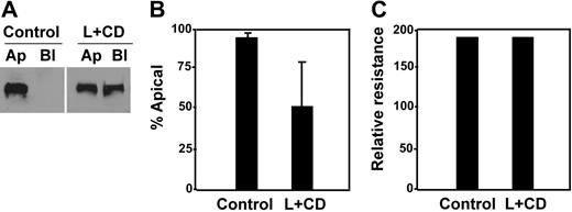 Figure 7. Depletion of intracellular cholesterol abolished apical sorting of ADAMTS13. MDCK cells expressing full-length ADAMTS13 were treated without (control) or with a combination of lovastatin (L, 40 μg/mL) and methyl-β-cyclodextrin (CD, 250 μg/mL) for 48 hours. The conditioned media on both apical and basolateral domains were collected and analyzed by Western blotting with anti–V5 IgG and SuperSignal ECL system (A). The total volume of the conditioned medium loaded into the gel from the treated group (L + CD) was twice as much as that from the control. The percentage of ADAMTS13 detected in the apical domain of MDCK cells was quantified by densitometry with NIH ImageJ software (B). The entries represent mean ± SD (n = 3) in panel B. The integrity of the tight junction of MDCK cells prior to (control) and after drug treatment (L + CD) is shown in panel C.
