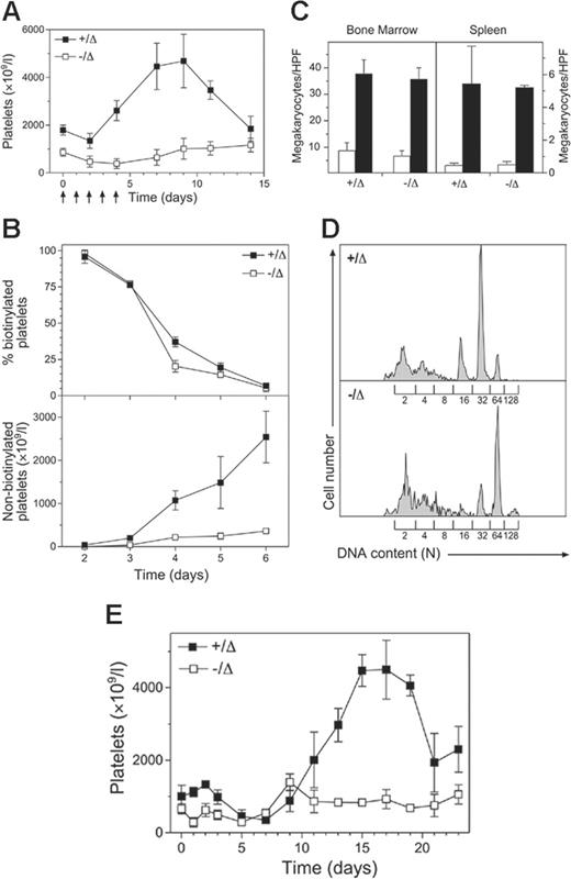 Figure 2. Scl–/Δ mice show abnormal stress thrombopoiesis. (A) Response of Scl–/Δ mice to thrombopoietin. Mice of the indicated Scl genotypes were injected intraperitoneally with 2 μg pegylated recombinant human thrombopoietin (PEG-rhTPO) daily for 5 days as indicated (arrows), and platelet counts were determined periodically. Results are the mean ± standard deviation of 4 mice analyzed. (B) Determination of platelet turnover during TPO administration. Mice were administered 2 μg/mL PEG-rhTPO on days 0 to 5 and N-hydroxy-succinomidyl biotin on day 2 and the percentage of biotinylated platelets determined daily using flow cytometry (top panel). Relating this value to the determined platelet count yielded the number of nonbiotinylated platelets (bottom panel). Data are mean ± standard deviation of 3 mice analyzed. (C) Normal expansion of Scl–/Δ megakaryocytes in response to thrombopoietin. Mice of the indicated Scl genotypes were either untreated (□) or treated with 2 μg PEG-rhTPO for 5 days, then analyzed on day 8 (▪). Sternal bone marrow and spleen sections were stained with hematoxylin and eosin and analyzed using light microscopy. The number of megakaryocytes per 400 × microscopic HPF is indicated for each genotype. Results are the mean + standard deviation of 15 adjacent fields analyzed for 4 mice. (D) Increased ploidization of megakaryocytes in response to TPO. Mice of the indicated Scl genotypes were treated with 2 μg/mL PEG-rhTPO for 5 days and the DNA content of megakaryocytes determined using propidium iodide staining and flow cytometry. The level of staining corresponding to the numbers of haploid genomes (N) contained in each cell is indicated. Data are representative of 3 separate mice of each genotype analyzed. (E) Response of Scl–/Δ mice to 5FU. Mice of the indicated Scl genotypes were injected intraperitoneally with 150 mg/kg 5FU, and platelet counts were determined periodically. Results are the mean ± standard deviation of 3 mice.