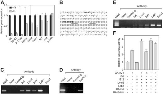 Figure 6. Scl regulates NF-E2 expression in platelets. (A) Quantitative PCR on platelet cDNA. Platelets were purified from mice of the indicated genotypes and used to generate cDNA, which was amplified by real-time PCR using primers specific for the indicated genes. (B) Partial sequence of the NF-E2 internal 1b promoter. Nucleotides 420-652 of the human promoter/exon 1b region are shown. E boxes present in the region are shown in bold. Tandem GATA motifs, which have been shown to be important in regulation, are underlined. (C) Chromatin immunoprecipitation using Meg-01 cells. Cell extracts were prepared from the human megakaryoblastic-cell line Meg-01 and either 10% input (input), or immunoprecipitates using the indicated antibodies, were used to PCR amplify the region of the NF-E2 promoter/exon 1b sequence shown in panel C. “None” indicates no antibody; control Ig, normal rabbit serum. (D) Chromatin immunoprecipitation using Meg-01 cells. As in panel C, using an anti–GATA-2 antibody as indicated. (E) Chromatin immunoprecipitation using K562 cells. Cell extracts were prepared from the human erythroleukemic-cell line K562 and subjected to chromatin immunoprecipitation as in panel C. (F) Transactivation of the NF-E2 promoter. A luciferase reporter construct containing the 232-bp NF-E2 promoter region as in panel B was transfected into 293T cells along with expression plasmids for the indicated genes. The activities shown are normalized to a cotransfected Renilla luciferase expression plasmid. Data are mean + SD of triplicate determinations.