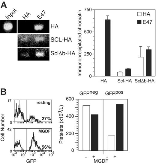 Figure 7. Binding of the NF-E2 promoter and TPO-induced platelet production by a DNA binding mutant of Scl (Δb). (A) NF-E2 promoter binding by HA-Δb. K562 cells expressing MIG-HA-Scl and MIG-HA-Δb were subjected to chromatin immunoprecipitation using antibodies against the HA epitope tag and E47. The left panel shows gel electrophoresis of the NF-E2 promoter PCR products as in Figure 6, while the right panel shows quantitation of the immunoprecipitated chromatin using real-time PCR. (B) Platelet production by an MIG-Δb reconstituted mouse in response to TPO. The left panel shows histograms depicting the percentage of GFP-expressing platelets in MIG-Δb reconstituted mice before (top) and after (bottom) treatment with 2 μg PEG-rhTPO for 5 days and analysis on day 8. The right panel shows the absolute numbers of GFP-negative (GFPneg) and GFP-positive (GFPpos) platelets in the same mouse, taking into account the platelet counts. Data are representative of 2 MIG-Δb reconstituted mice analyzed.