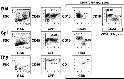 Figure 1. Representative FACS profiles of EGFP-transduced SRCs. Samples were obtained from BM, spleen, and thymus of a NOG mouse, and the proportion of EGFP-transduced human cells was evaluated. The relative frequencies of each cell population are indicated.