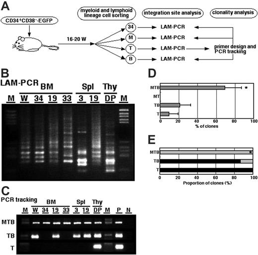 Figure 2. Clonal analysis of primary transplanted SRCs. (A) Study design for clonal analysis of primary grafts. 34 indicates CD34+ stem/progenitor cells; M, CD33+ myeloid lineage cells; B, CD19+ B-lymphoid lineage cells; T, CD3+ (spleen) or CD4/CD8 double-positive (thymus) T-lymphoid lineage cells. (B) Representative LAM-PCR profiles of SRCs. Each band represents a different insertion locus in the assayed material. W indicates unseparated whole BM MNCs; M, size marker. (C) DP-derived T-lymphoid insertion sites were traced by PCR. The clones detected in all lymphomyeloid lineage cells were designated as multipotent type (MTB). TB indicates clones restricted in T-lymphoid and B-lymphoid cells; T, clones detected in T-lymphoid cells; W, unseparated whole BM MNCs; M, size marker; P, TA-cloned LAM-PCR product was used as a positive control; N, DW. (D) Relative frequencies of each clone type detected in primary SRCs. Data represent mean ± SD of 3 independent experiments. *P < .01 relative to other type of clones. (E) The proportion of clones detected in the CD34+ cell population. A total of 27 clones in 3 independent experiments were analyzed. Gray bars represent the clones detected in CD34+ cells. Black bars represent the clones not detected in CD34+ cells. *P < .01 relative to other type of clones.