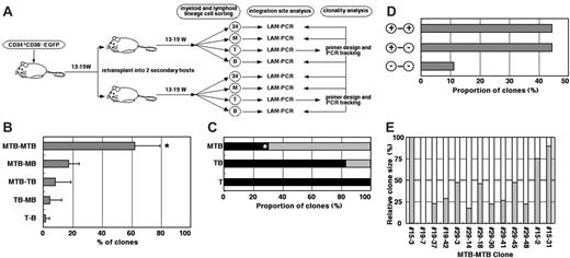 Figure 3. Clonal analysis of secondary transplanted SRCs. (A) Study design for clonal analysis of secondary grafts. 34 indicates CD34+ stem/progenitor cells; M, CD33+ myeloid lineage cells; B, CD19+ B-lymphoid lineage cells; T, CD3+ (spleen) or CD4/CD8 double-positive (thymus) T-lymphoid lineage cells. (B) Relative frequencies of each clone type detected in paired secondary transplanted recipients. Data represent mean ± SD of 3 independent experiments. *P < .01 relative to other type of clones. (C) The proportion of clones detected in CD34+ cells is shown. A total of 43 clones in 3 independent experiments were analyzed. Gray bars represent the clones detected in CD34+ cells. Black bars represent the clones not detected in CD34+ cells. *P < .01 relative to MTB clones found in primary recipients (shown in Figure 1E). (D) The proportion of MTB clones found in CD34+ cells of paired secondary recipients. A total of 27 clones in 3 independent experiments were analyzed. Notation of the left vertical axis: +/+, MTB-MTB clone pairs were detected in CD34+ cells of both secondary recipient pairs; +/–, MTB-MTB clone pairs were detected in the CD34+ cells of 1 of the 2 secondary recipient pairs; and –/–, MTB-MTB clone pairs were not detected in the CD34+ cells of either secondary recipient pairs. (E) Relative clone size of individual clones in each MTB-MTB clone pairs in CD34+ stem cell pool found in paired secondary recipient. The relative clone size of individual clones in 11 MTB-MTB clone pairs detected in CD34+ cells of both secondary recipients was examined by RQ-PCR. The relative clone size of individual clones in each MTB-MTB pair is expressed as the proportion of one clone relative to the other clone. The MTB-MTB clone pairs no. 15-3 and no. 19-7 that was detected in the CD34+ cells of only 1 of the 2 secondary recipient pairs were used as experimental control and demonstrated complete skewing to either one recipient.