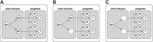 Figure 4. Schema of in vivo expansion. (A) A HSC replicates and produces 2 daughter cells, both of which retain the HSC phenotype. The paired daughter HSCs in the stem cell pool contribute to hematopoiesis; even so, the self-renewal activity of the parent HSC may be equally distributed to both daughters or may be skewed to either daughter cell. (B) As a result of heterogeneous HSC replication, one of the daughter HSCs loses the stem cell potential and therefore exits from the stem cell pool, but still remains in the progenitor pool. (C) Both paired daughter cells have lost their HSC potential, leading to exhaustion from the stem cell pool. 34 indicates CD34+ stem/progenitor cells; M, CD33+ myeloid lineage cells; B, CD19+ B-lymphoid lineage cells; T, CD3+ (spleen) or CD4/CD8 double-positive (thymus) T-lymphoid lineage cells.