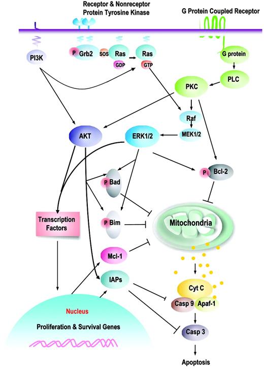 Figure 1. Prosurvival signaling pathways and their downstream targets. This is a schematic illustration of the principal pathways that are discussed in this paper. Growth factors induce, or membrane-associated molecules dimerize, spontaneously to activate mitogen-activated protein kinases (Raf/MEK/ERK) and PI3K/AKT signaling pathways. Transmembrane G protein–coupled receptors can activate PKC, which modulates the activity of Raf and MAPK pathway; both ERK1/2 and PKCα can serve as Bcl-2 kinases at serine 70. AKT and ERK induce phosphorylation of Bim (AKT, at serine 87 and ERK, at serines 55, 65, and 100), which attenuates the proapoptotic function of Bim, thereby promoting cell survival. Phosphorylation of Bad by MAPK (serine 112) or AKT (serine 136) inhibits apoptosis due to loss of the ability of Bad to heterodimerize with the survival proteins Bcl-2 and Bcl-XL. Hence, prosurvival phosphorylation of Bcl-2 family proteins modulates their antiapoptotic or proapoptotic activity at the mitochondrial membrane. This is complemented by AKT- or MAPK-driven gene transcription, which includes cyclins D and E (MAPK), cyclin-dependent kinase inhibitor p21, c-myc (AKT), which cause an increase in cell proliferation; and antiapoptotic proteins of the Bcl-2 (Mcl-1) and IAP (XIAP, survivin) families that regulate apoptosis at the level (Mcl-1) or downstream of mitochondria (IAPs). It is apparent that simultaneous activation of multiple signaling pathways might synergistically enhance prosurvival and proliferative potential of leukemic cells and the redundant downstream pathways negatively affect an ability of a particular signal transduction inhibitor to eliminate leukemia.