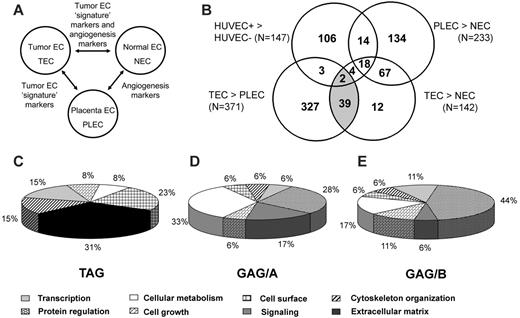 Figure 1. Endothelial gene-expression analysis. (A) Interrelationship between ECs of different sources and their gene-expression signatures. ECs from a malignant and proangiogenic environment (TEC) are compared with ECs from organ-matched and patient-matched nonmalignant sources (NEC) and with nonmalignant proangiogenic microenvironment (placenta)–derived ECs (PLEC) to identify the subset of genes that showed expression induced by the tumor microenvironment specifically (tumor EC signature markers). (B) Venn diagram representation of subtraction repertoire screening. Four pairwise comparisons were performed by cDNA array screening of SSH repertoires: tumor-conditioned (HUVEC+) compared with quiescent HUVECs (HUVEC–), colorectal carcinoma ECs compared with normal colon ECs (TEC compared with NEC), colorectal carcinoma ECs compared with placental ECs (TEC compared with PLEC), and placental ECs compared with normal colon ECs (PLEC compared with NEC). Included are clones that showed at least a 2-fold difference in expression. The shaded area represents the TAGs (overexpressed in TECs compared with NECs and in TECs compared with PLECs). (C) TAG markers are strongly biased toward genes associated with extracellular matrix remodeling. (D) GAG/A markers (overexpressed in TECs and PLECs compared with NECs) show a diverse functional profile. (E) GAG/B markers (overexpressed in TECs and in activated HUVECs) are strongly biased to protein regulation. Functional distributions among the 3 different classes were significantly different (P < .001), as determined by χ2 test. TAG functional classification differed from that of GAG/A (P < .001) and GAG/B (P = .006), though GAG/A functional distribution did not differ significantly from that of GAG/B (P = .630). Classifications were obtained using the Gene Ontology Database and were graphically represented according to the data presented in Tables 2 and 3.