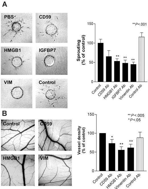 Figure 3. Inhibition of in vitro and in vivo angiogenesis by targeting of TAG proteins. (A) Sprout formation (± SEM) of bovine capillary ECs (BCEs) in a 3-dimensional collagen gel is inhibited by the addition of antibodies (10 μg/mL) directed against cell-surface and secreted TAGs (**P < .001). (B) Angiogenesis in the chick chorioallantoic membrane is inhibited by treatment with antibodies (10 μg/mL) directed against the indicated TAGs. Control antibody used is 9E10 anti-myc antibody (*P < .05; **P < .005).