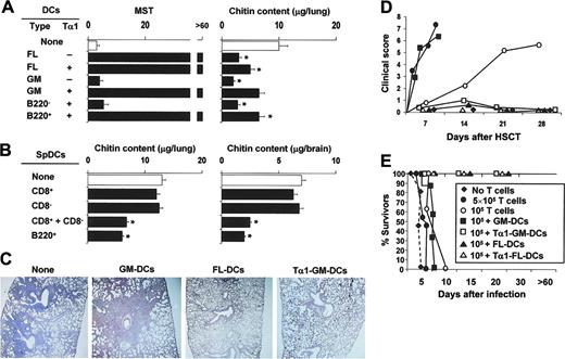 Figure 3. Tα1-treated DCs protect from aspergillosis in experimental HSCT. Lethally irradiated C57BL/6 mice received at least 2 × 106 T-cell–depleted allogeneic bone marrow cells from BALB/c mice 2 weeks before the intratracheal injection of 2 × 108/80 μL saline Aspergillus conidia. One and 7 days after transplantation, mice received 5 × 105 Aspergillus-pulsed GM- or FL-DCs grown in Tα1 (A) or purified DC populations from spleens (spDCs; B), intraperitoneally. *P < .05, mice receiving DCs versus untreated mice. Resistance to infection was assessed in terms of MST (median survival time in days) and fungal growth in the lung and brain (μg/organ glucosamine content, bars indicating standard errors) 3 days after infection or at the time of death. Also shown in figure are inflammatory lung pathology (C), occurrence of GVHD reactivity (D), and susceptibility to infection (E) in the presence of donor T cells. (C) Periodic acid–Schiff–stained sections were prepared from lungs of mice infected with Aspergillus conidia 3 days earlier either untreated (None) or receiving different types of DCs. Severe signs of bronchial wall damage and necrosis and scarce inflammatory cell recruitment were observed in the lungs of untreated or GM-DC–treated mice, as opposed to mice receiving Tα1-treated GM-DCs or FL-DCs, whose lungs were characterized by few healing infiltrates of inflammatory cells with no evidence of bronchial wall damage or inflammatory response. Original magnification, × 200 (obtained with a 20×/0.45 objective lens). (D) Pathology scores for representative mice receiving, with the graft, different numbers of donor T cells alone or together with different DC types. The degree of systemic GVHD was assessed by a scoring system that sums changes in 5 clinical parameters: weight loss, posture (hunching), activity, fur texture, and skin integrity (maximum index = 10). (E) Survival to infection in mice treated as in panel D.