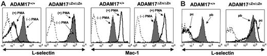 Figure 1. Induced L-selectin shedding by neutrophils from ADAM17ΔZn/ΔZn- and ADAM17+/+-chimeric mice. (A) Peripheral-blood leukocytes from the chimeric mice were treated with or without PMA for 20 minutes, as indicated, and then double-stained for surface expression of L-selectin (left row) or Mac-1 (right row) and neutrophil marker Ly-6G. (B) Peripheral-blood (pb) and peritoneal-cavity (pc) neutrophils from the chimeric mice following 2 hours of thioglycollate-induced peritonitis were double-stained for surface expression of L-selectin and neutrophil marker Ly-6G. Relative staining levels were determined by flow cytometry. For all histogram plots, the dashed line indicates staining by an isotype-matched negative control mAb. The y-axis indicates cell number and the x-axis indicates log-10 fluorescence. Results are representative of 3 or more independent experiments.
