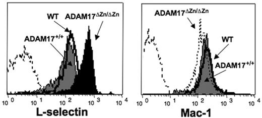 Figure 2. Basal L-selectin expression levels by neutrophils from ADAM17ΔZn/ΔZn and control mice. Resting peripheral-blood leukocytes from the ADAM17ΔZn/ΔZn- and ADAM17+/+-chimeric mice, and wild-type C57BL /6 mice (WT) were double-stained for surface expression of L-selectin (left panel) or Mac-1 (right panel) and neutrophil marker Ly-6G. Relative staining levels were determined by flow cytometry. The dashed line indicates staining by an isotype-matched negative control mAb. The y-axis indicates cell number and the x-axis indicates log-10 fluorescence. Results are representative of 3 or more independent experiments.
