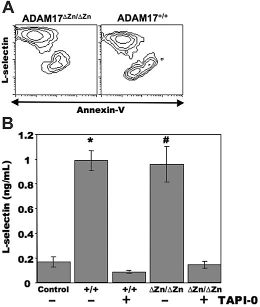 Figure 3. L-selectin down-regulation by neutrophils from ADAM17ΔZn/ΔZn- and ADAM17+/+-chimeric mice following spontaneous apoptosis. (A) Bone marrow neutrophils from the indicated mice were cultured for approximately 24 hours, and then triple-stained for surface expression of L-selectin, neutrophil marker Ly-6G, and annexin V–FITC. Relative staining levels were determined by flow cytometry. The contour plots represent gated neutrophils, and the x- and y-axes indicate log-10 fluorescence. (B) Bone marrow neutrophils from the ADAM17ΔZn/ΔZn (ΔZn/ΔZn)– and ADAM17+/+ (+/+)–chimeric mice were cultured for approximately 24 hours in the presence or absence of the metalloprotease inhibitor TAPI-0, as indicated. Media supernatant was then collected and passed through a syringe filter to remove membrane fragments larger than 0.22 μm. The presence of soluble L-selectin in the media was determined by ELISA analysis, as described in “Materials and Methods.” Neutrophils from the ADAM17ΔZn/ΔZn- and ADAM17+/+-chimeric mice were plated in triplicate wells, and the supernatant from each well was analyzed in duplicate. Each bar represents the mean ± SD. *P < .01 versus ADAM17+/+ plus TAPI-0; #P < .01 versus ADAM17ΔZn/ΔZn plus TAPI-0. Data are representative of 3 independent experiments.