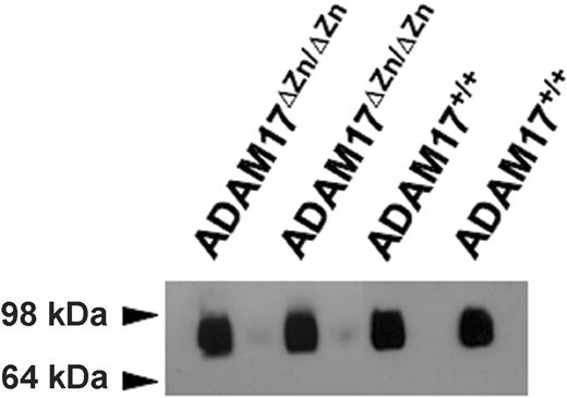 Figure 4. Immunoprecipitation and immunoblot blot analysis of plasma L-selectin levels from the ADAM17ΔZn/ΔZn- and ADAM17+/+-chimeric mice. Plasma (approximately 40 μL) from 2 ADAM17ΔZn/ΔZn- and 2 ADAM17+/+-chimeric mice were subjected to immunoprecipitation using the L-selectin mAb MEL-14 and then to nonreducing SDS-PAGE and immunoblotting, as described in “Materials and Methods.”