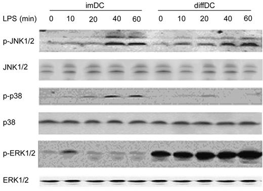 Figure 3. ERK1/2, JNK1/2 and p38 MAPK pathways are differentially activated in imDCs and diffDCs. imDCs and diffDCs (1 × 106) were treated with 500 ng/mL LPS for 0 to 60 minutes, and were then lysed. The phosphorylation of JNK1/2 (p-JNK1/2), p38 (p-p38), and ERK1/2 (p-ERK1/2) was detected by Western blotting using specific antibodies. Total JNK1/2, p38, and ERK1/2 in each sample were used as the equal loading control. The same blot was used for each different antibody after stripping of the previous antibody. Similar results were obtained in 3 indepedent experiments.