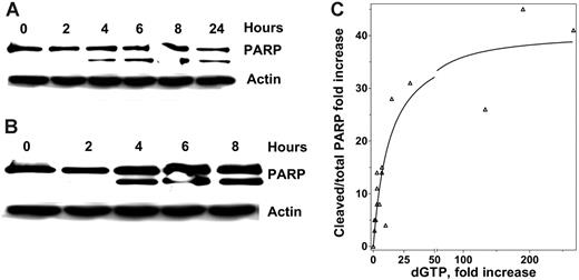 Figure 4. Induction of apoptosis in primary CLL cells with forodesine. When CLL cells were incubated with forodesine at different time points, there was induction of apoptosis that was measured by PARP cleavage, and the Western blots were normalized to actin. Data from 2 patients (no. 1 in A; no. 4 in B) are provided. The immunoblots of PARP for 5 patients were quantitated using densitometer and the cleaved PARP was correlated with the dGTP accumulation, and the relationship between accumulation of dGTP and the PARP cleavage for 5 patients at different time periods (4, 6, and 8 hours) are plotted (C).