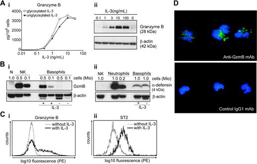 Figure 1. IL-3 induces granzyme B expression in human basophils. (A) Dose-dependent induction of granzyme B in basophils stimulated with IL-3. (i) Basophils were cultured with different concentrations of unglycosylated E coli–derived or glycosylated CHO-derived recombinant human IL-3 for 24 hours. The GzmB content was then determined by a specific ELISA in cell lysates. A representative experiment (mean of triplicates) out of 3 is shown. (ii) Basophils were cultured without or with different concentrations of IL-3 as indicated for 24 hours. GzmB expression was analyzed in cellular protein extracts by Western blotting. Actin is shown as a loading control. The variability of GzmB induction at a maximally effective concentration of IL-3 in basophils isolated from different donors is shown in Figure S1. (B) Expression of GzmB by NK cells and human basophils, but not neutrophils. Basophils were cultured in the absence or presence of IL-3 (10 ng/mL) for 20 hours. Protein extracts prepared from cultured basophils or freshly isolated neutrophils (N) and NK cells (NK) were analyzed by Western blotting using anti-GzmB mAb (i), and anti–α-defensin-1/3 mAb (ii). The number of cells corresponding to the protein amount loaded on a gel is indicated above the lines. Actin is shown as a loading control. Results are representative of 3 independent experiments with cells from different donors. (C) Heterogeneous expression of GzmB in basophils. Intracellular expression of GzmB (i) and cell surface expression of ST2 (ii) were analyzed by flow cytometry in basophils cultured for 20 hours without and with IL-3 (10 ng/mL). (D) GzmB staining shows a cytoplasmic granular pattern. Cytospin preparations of basophils cultured for 20 hours with IL-3 (10 ng/mL) were stained with anti-GzmB mAb (green, top) or isotype-matched control (mouse IgG1) (green, bottom). DNA was stained with DAPI (blue). Shown are merged images created in Adobe Photoshop 8.0.1 (Adobe Systems, San Jose, CA) without any alteration of the original digital images.