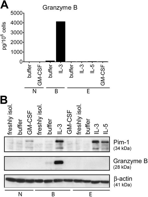 Figure 5. Cell-type–restricted expression of GzmB. (A) Purified granulocytes, basophils (B), eosinophils (E), and neutrophils (N) were cultured overnight in medium alone or with IL-3 (10 ng/mL), IL-5 (50 ng/mL), and GM-CSF (50 ng/mL) as indicated. The GzmB content in total cell lysates was determined by specific ELISA. Mean values of triplicates of a representative experiment out of 3 are shown. (B) Protein extracts derived from freshly isolated cells or from cells cultured for 24 hours in medium alone or with IL-3, IL-5, and GM-CSF (all at 50 ng/mL) were analyzed for GzmB and Pim-1 expression. Actin is shown as a loading control. The data shown in panels A and B were from separate experiments with cells from different donors.
