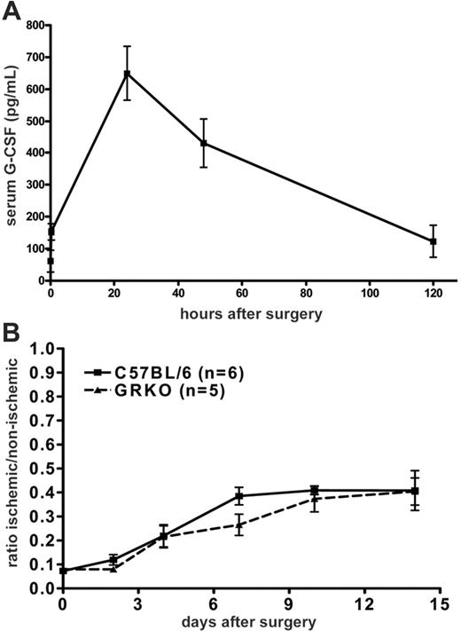 Figure 3. Role of G-CSF signaling in endogenous revascularization. (A) Serum G-CSF levels in C57BL/6 mice following induction of hindlimb ischemia. (B) Strain-matched wild-type or G-CSFR–/– (GRKO) mice underwent the hindlimb ischemia procedure and were monitored by laser Doppler perfusion imaging (P = NS). Data represent the mean ± SEM.