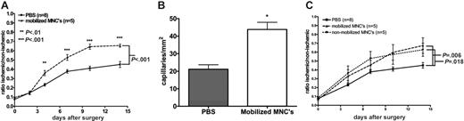 Figure 4. Adoptive transfer. (A) Blood mononuclear cells (1 × 107) were harvested from donor mice treated with G-CSF and AMD3100 and infused intravenously into recipient mice 24, 48, and 72 hours after induction of hindlimb ischemia. Blood flow was measured by laser Doppler perfusion imaging. (B) Capillary density of adductor muscle from ischemic hindlimbs at day 14 after surgery (*P = .001). (C) Mobilized or nonmobilized blood mononuclear cells (5 × 106) were infused intravenously 24 hours after induction of hindlimb ischemia. The difference between mice receiving mobilized or nonmobilized cells was not significant (P = .71). Data represent the mean ± SEM.