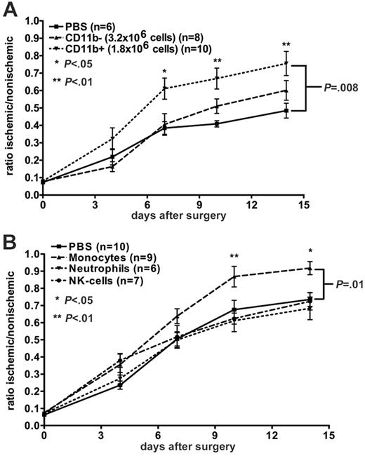 Figure 5. Adoptive transfer of defined blood mononuclear-cell populations. (A) CD11b+ (1.8 × 106) or CD11b– (3.2 × 106) cells were infused intravenously into recipient mice 24 hours after induction of hindlimb ischemia. (B) Monocytes (F4/80+, 2.5 × 105), neutrophils (Gr-1+, 1 × 106), or NK cells (NK1.1+, 5.4 × 104) were infused intravenously into recipient mice 24 hours after induction of hindlimb ischemia. Blood flow was measured by laser Doppler perfusion imaging. Data represent the mean ± SEM.