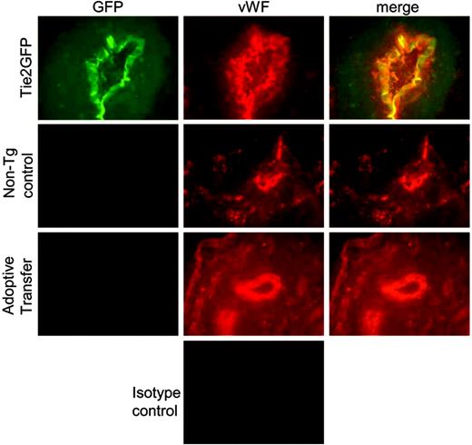 Figure 6. Histologic assessment of endothelial-cell chimerism. Representative histologic sections from the ischemic muscle at 14 days after the induction of hindlimb ischemia were incubated with VWF or isotype control antibodies. Shown is GFP (green) and VWF (red) expression in Tie2GFP mice (n = 3), nontransgenic FVB mice (nontransgenic control) (n = 3), or FVB mice following adoptive transfer of Tie2GFP blood mononuclear cells (adoptive transfer) (n = 3). Original magnification (× 400).