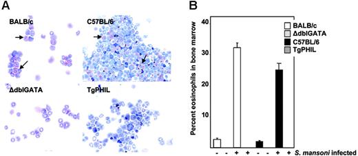 Figure 1. Detection of eosinophils in bone marrow of Schistosoma mansoni–infected wild-type and eosinophil lineage–ablated ΔdblGATA and TgPHIL mice. (A) Cells from bone marrow from S mansoni–infected mice, including wild type (BALB/c, C57BL/6), eosinophil lineage–ablated ΔdblGATA (BALB/c background), and TgPHIL (C57BL/6 background). Arrows indicate examples of eosinophils. (B) Percent eosinophils (± SEM) in bone marrow at t = 8 weeks after exposure to cercariae. Mice are infected (+) or uninfected controls (–), including wild types, and eosinophil lineage–ablated ΔdblGATA and TgPHIL as in panel A; n = 4 to 5 mice per group.