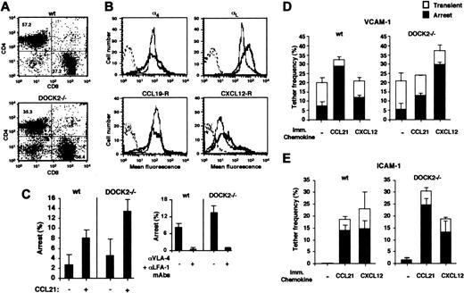 Figure 1. Wt and DOCK2–/– T lymphocytes arrest normally on TNFα-activated murine EC and integrin ligands under shear flow in response to different chemokine signals. (A) CD3+ splenocytes from wt and DOCK2–/– mice were double stained for CD4 and CD8, and the fractions of single-positive subsets are indicated. (B) FACS assay showing expression of α4 integrins (probed with an anti–α4 subunit mAb) and of LFA-1 (probed with an anti–αL subunit mAb) on wt (gray lines) and DOCK2–/– (black lines) CD3+ purified T splenocytes. Functional CCR7 expression was assayed by CCL19-Fc binding probed with antihuman Fc. CXCL12 receptors were assayed by similar staining using CXCL12-Fc. Background staining is depicted by dotted lines. (C) Arrest of CD3+ splenocytes (T lymphocytes) perfused for 1 minute over TNFα-activated bEnd.3 EC monolayers in the absence or presence of overlaid CCL21. The percentages of rapidly arrested cells are expressed as the fractions of the lymphocyte flux in close contact with the endothelial monolayer. Results presented are mean values ± range of 4 independent fields. (Inset) Effect of pretreatment with combined anti-α4 (VLA-4; PS/2) and anti-αL (LFA-1; M17/4) mAbs on CCL21-triggered arrest of either wt or DOCK2–/– T lymphocytes. The experiments are representative of 3 independent runs with different animals and batches of endothelial cells. (D-E) Frequency and strength of tethering of wt and DOCK2–/– T lymphocytes to VCAM-1–Fc coated at 0.5 μg/mL alone or with the indicated immobilized (imm.) chemokines at 2 μg/mL (D) or to ICAM-1–Fc coated alone at 2 μg/mL or with the indicated immobilized chemokines at 2 μg/mL (E). Tethers were determined at a shear stress of 0.5 dyne/cm2. More than 90% of tethers to either VCAM-1 or ICAM-1 were blocked, respectively, by treating lymphocytes with either 20 μg/mL α4-or αL-blocking mAbs as in the inset of panel C (data not shown). Mean values ± range determined in 2 fields are presented.