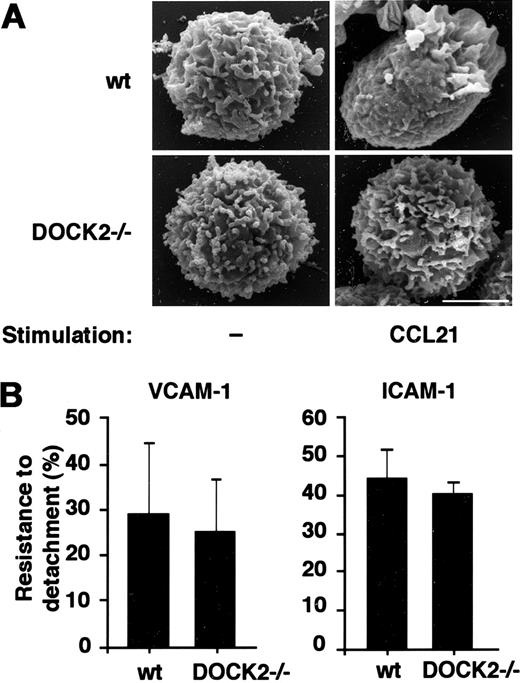 Figure 2. CCL21 induces microvillar collapse in wt but not in DOCK2–/– T lymphocytes. (A) Micrographs from field emission scanning electron microscopy (SEM) of wt and DOCK2–/– T lymphocytes, intact or stimulated for 1 minute with CCL21 (300 ng/mL). Bar = 2 μm. Micrographs are representative of 40 wt cells and 38 DOCK2–/– cells analyzed. (B) Resistance to detachment developed by T cells arrested on either VCAM-1 (left) or ICAM-1 (right) coimmobilized with CCL21 as in Figure 1D-E subjected to continuous application of low shear (0.5 dyne/cm2) up to 1 minute and then subjected to abrupt detachment by 10-fold higher shear stress for 5 seconds. Mean values ± range determined in 2 representative fields are presented.