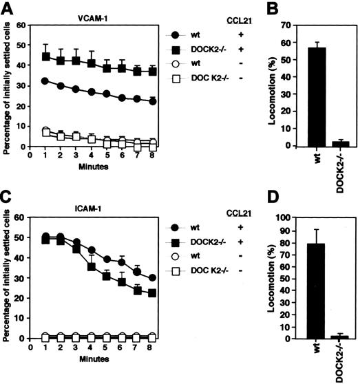 Figure 3. Resistance to detachment and lateral locomotion of CCL21-stimulated wt or DOCK2–/– T lymphocytes on integrin ligands under prolonged application of shear stress. (A) Wt and DOCK2–/– T lymphocytes were settled for 1 minute on VCAM-1 alone or coimmobilized with CCL21 as described in Figure 1D. Cells were then subjected to a shear stress of 2 dyne/cm2 for the indicated periods, and the percentage of initially settled cells remaining adherent was determined as a function of shear application time. (B) Locomotion of adherent wt and DOCK2–/– T lymphocytes (which resisted detachment for at least 1 minute of shear flow application) on VCAM-1 coimmobilized with CCL21, determined as described in “Materials and methods.” (C) Resistance to detachment with time of wt and DOCK2–/– T cells from ICAM-1 coated alone or with CCL21, determined as in panel A. (D) Locomotion on ICAM-1 coimmobilized with CCL21, determined as in panel B. Mean values ± range determined in 2 representative fields are presented. Experiments are each representative of 3 independent experiments.