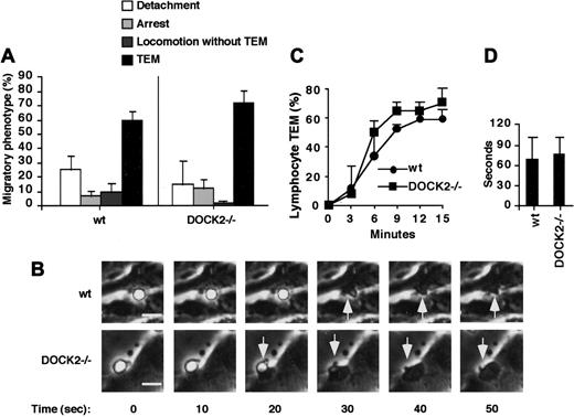 Figure 4. Apical endothelial CCL21 promotes comparable TEM of wt and DOCK2–/– T lymphocytes under physiologic shear flow. (A) Wt and DOCK2–/– T lymphocytes accumulated at low shear flow (0.25 dyne/cm2) for 2 minutes on TNFα-stimulated bEnd.3 overlaid with CCL21 (2 μg/mL) were subjected to physiologic shear stress (2 dyne/cm2) for 15 minutes. The migratory phenotype of each population was determined as described in “Materials and methods” and was expressed as a fraction of T cells accumulated on the endothelial monolayer at the first 2 minutes. Data are mean ± range values determined in 2 fields. (B) Phase-contrast images taken from time-lapse recordings of wt and DOCK2–/– T cells in the process of TEM. Time zero was set at the beginning of each TEM. Micrographs are representative of about 100 transmigrating T cells. Bar = 10 μm. Arrows depict the lymphocyte-cell region that undergoes TEM. (C) Time course of TEM determined for wt and DOCK2–/– lymphocyte populations. Time zero was set at the end of the accumulation phase. (D) Mean duration of the passage time required for individual apically adherent T cells to complete their TEM. At least 20 cells were analyzed for each experimental group. The experiments described in all panels are representative of 5 independent runs with different mice and bEnd.3 batches.