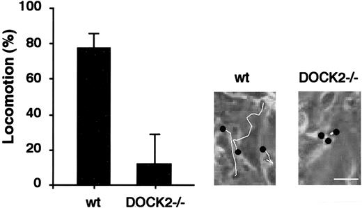 Figure 5. Locomotion of transmigrating wt and DOCK2–/– T cells underneath the endothelial layer. Lymphocyte motion underneath the endothelial monolayer was tracked immediately after completing TEM. The fraction of transmigrating wt or DOCK2–/– T cells that successfully locomoted for at least 3 cell diameters on the basal substrate away from the TEM site is depicted for each population. (Inset) Tracks of 3 individual wt and DOCK2–/– T cells taken immediately after TEM completion. Black dots denote the sites of the lymphocyte TEM, and white lines denote the lymphocyte locomotion tracks after TEM underneath the endothelium. Bar = 30 μm. Results are representative of 5 independent experiments.