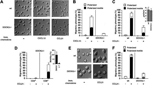 Figure 6. Chemokine-induced polarization and locomotion of wt and DOCK2–/– T cells. (A) DIC images of wt and DOCK2–/– T lymphocytes settled on FN (5 μg/mL) or coimmobilized with saturating levels of CXCL12 (2 μg/mL) or CCL21 (1 μg/mL). Bar = 10 μm. (B-C) Cell shape and motility of wt or DOCK2–/– T lymphocytes monitored for 10 minutes on FN coated alone (-) or with CXCL12 (B) or with CCL21 (C). At least 60 cells were monitored in each group. Results represent the mean ± range determined in 2 fields. (Inset) Mean velocity of locomoting lymphocytes within wt or DOCK2–/– populations. (D) Shape and motility of DOCK2–/– CD4+ or CD8+ T cells on FN coimmobilized with CCL21 as in panel C. (Inset) Effect of PI3K inhibition by LY294002 (LY) on the fraction of CD8+ T cells locomoting on FN coimmobilized with CCL21. (E) Defective GPCR-triggered locomotion of DOCK2–/– T lymphocytes on a surface devoid of integrin ligands. DIC images of wt and DOCK2–/– T lymphocytes settled on CCL21 (1 μg/mL) alone, monitored as in panel A. Intact lymphocytes (-) were monitored for the same time periods. Bar = 5 μm. (F) Cell shape and motility of wt and DOCK2–/– T lymphocytes compared under the experimental conditions described in panel E. Results are the mean ± range of 2 fields with at least 30 cells in each field. Experiment is a representative of 3.
