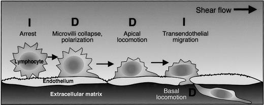 Figure 7. A summary of adhesive and migratory steps triggered by chemokine signals at lymphocyte-endothelial and lymphocyte matrix interfaces and the contribution of DOCK2 to each step. The dependence on DOCK2 for a particular step is denoted by the symbol “D.” DOCK2 independence of a particular step is denoted by the symbol “I.”